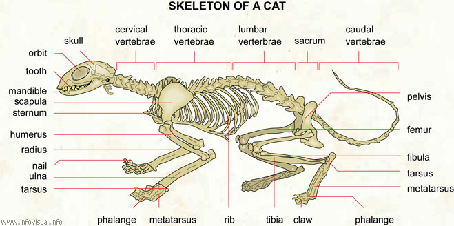 Skeleton of a cat
